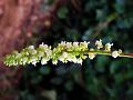 Toothed-Leaf Allophylus